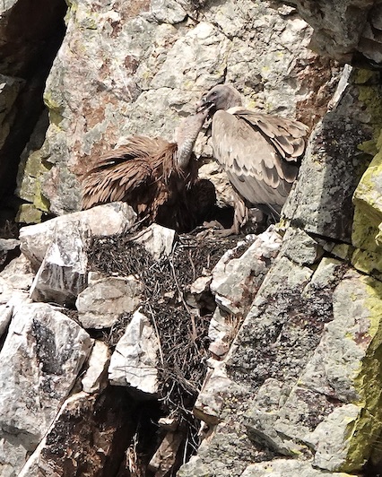Griffon vulture